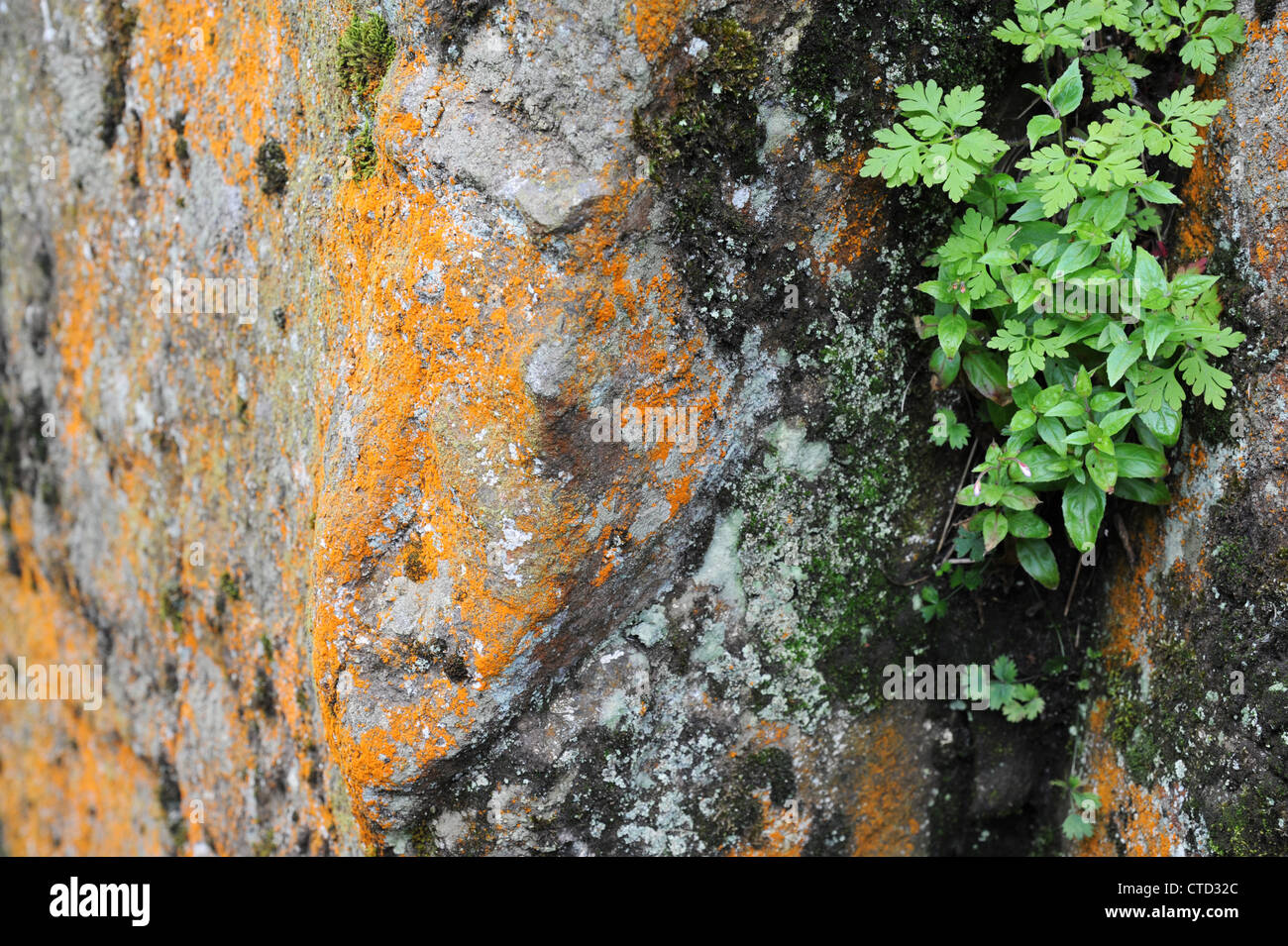 Orange lichen and plants growing on rocks. Stock Photo
