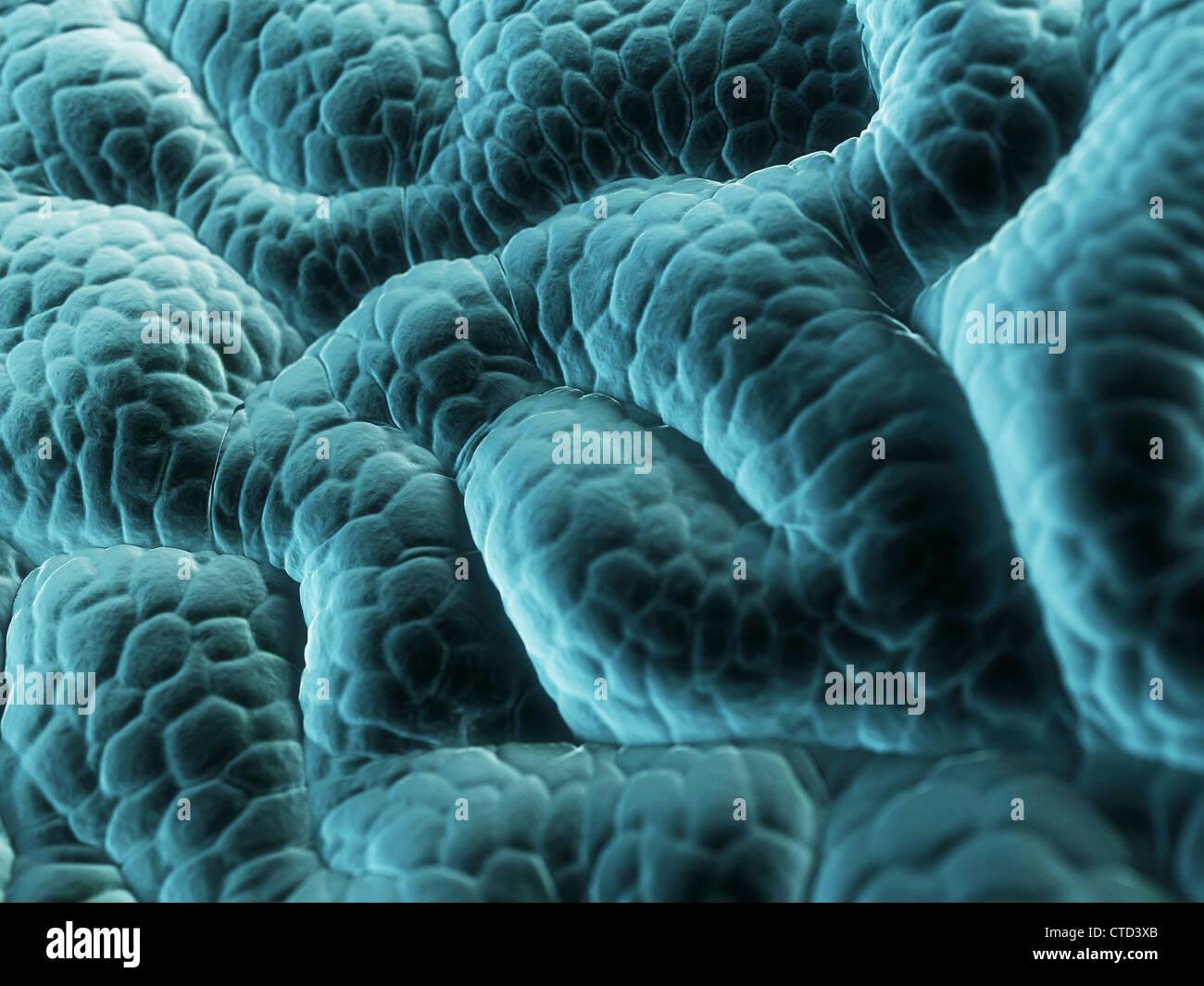 Human Stomach Lining High Resolution Stock Photography and Images - Alamy