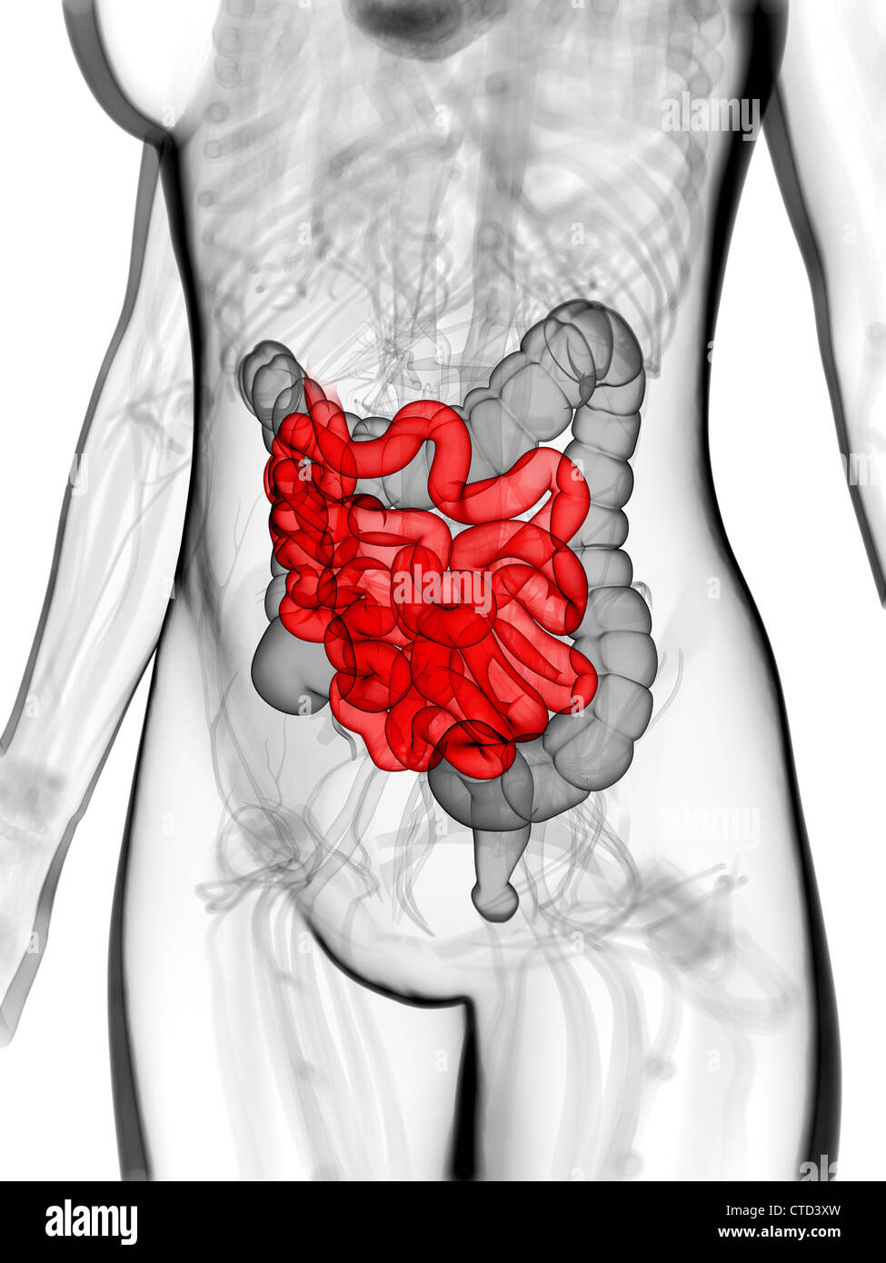 Healthy small intestine artwork Stock Photo - Alamy