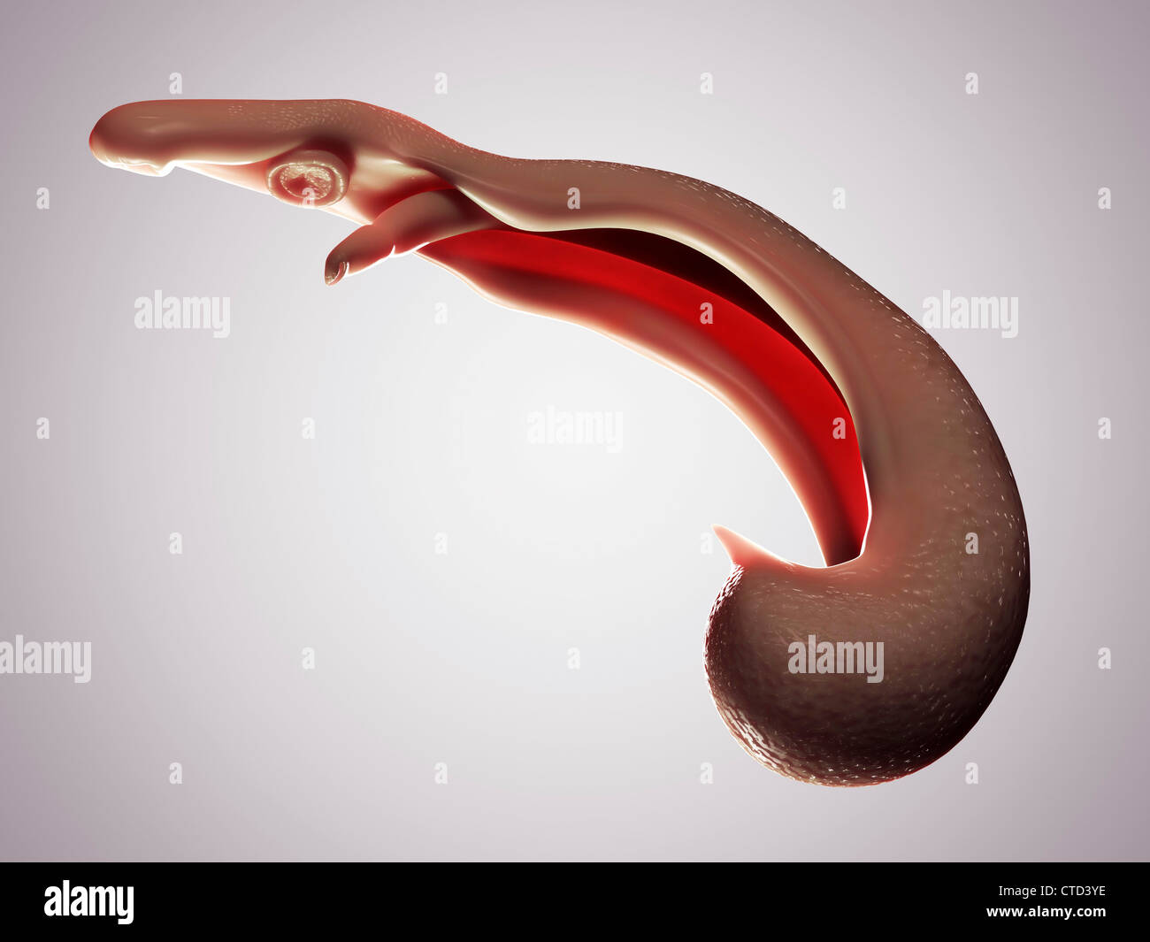 Fluke worms hires stock photography and images Alamy