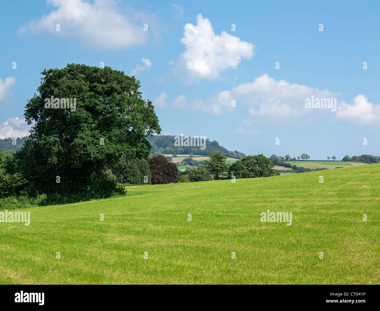 Rural scene of a grass field and blue sky with a few light clouds Stock Photo