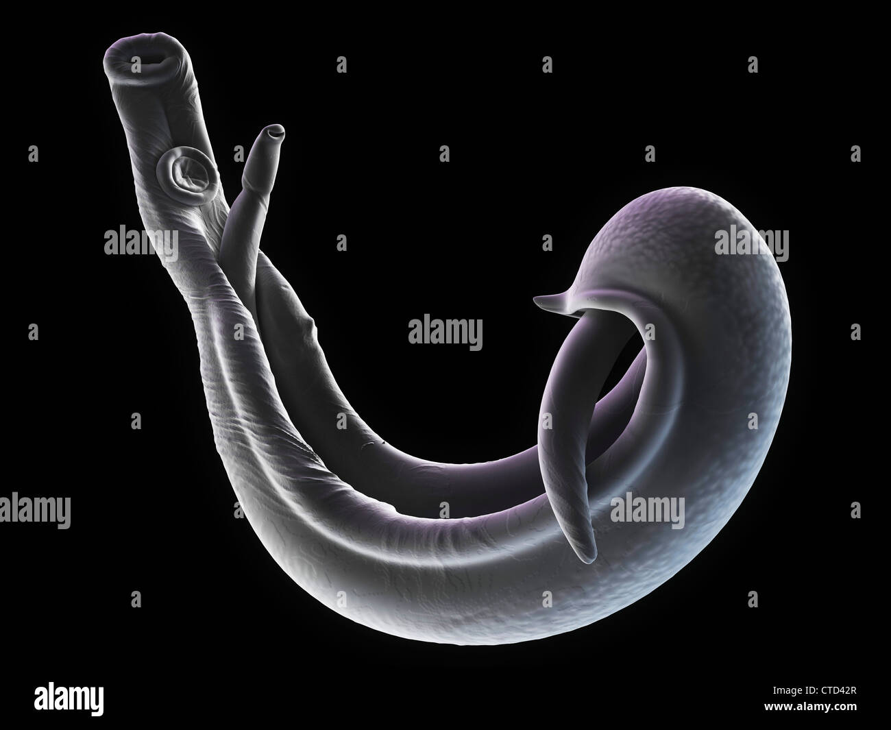 Fluke worms hires stock photography and images Alamy