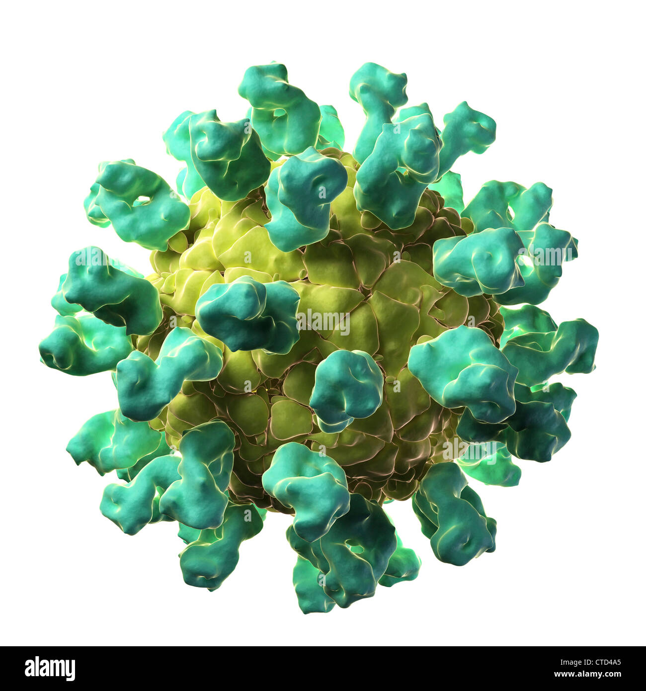 Foot and mouth disease virus particle Stock Photo Alamy