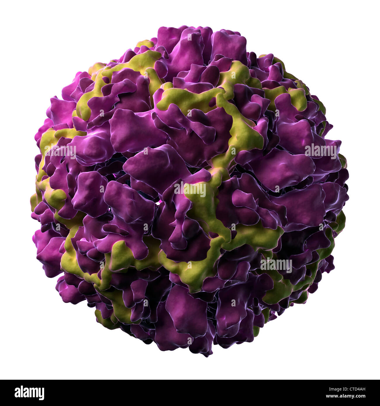 Human rhinovirus 16 particle Stock Photo