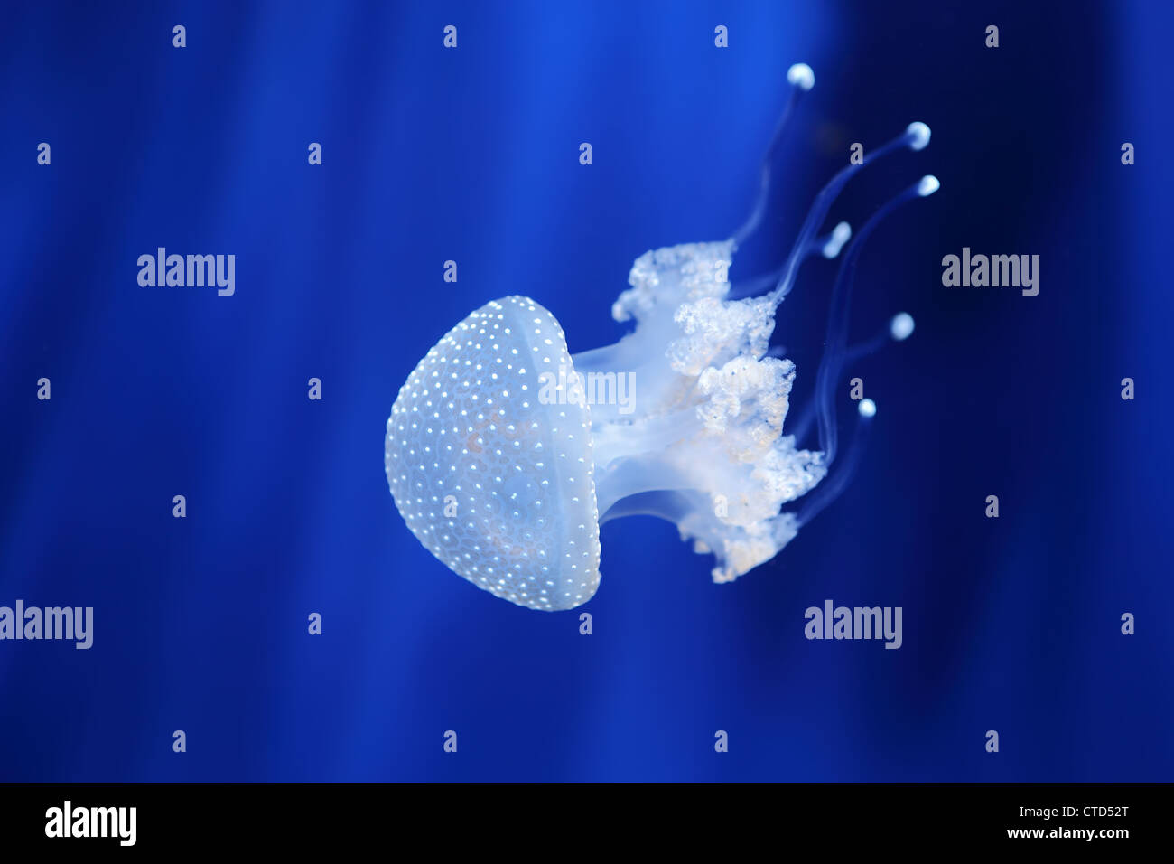 Beautiful white jellyfish in the water on blue background in Genova aquarium, Italy. Stock Photo