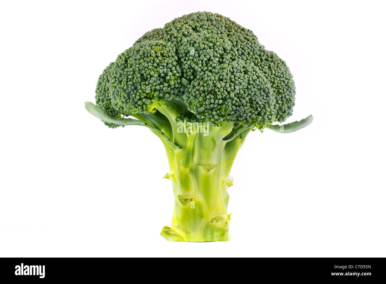 Fresh broccoli on a white background Stock Photo