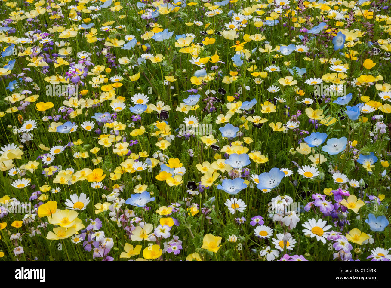 A Sea of wild Flowers Stock Photo - Alamy