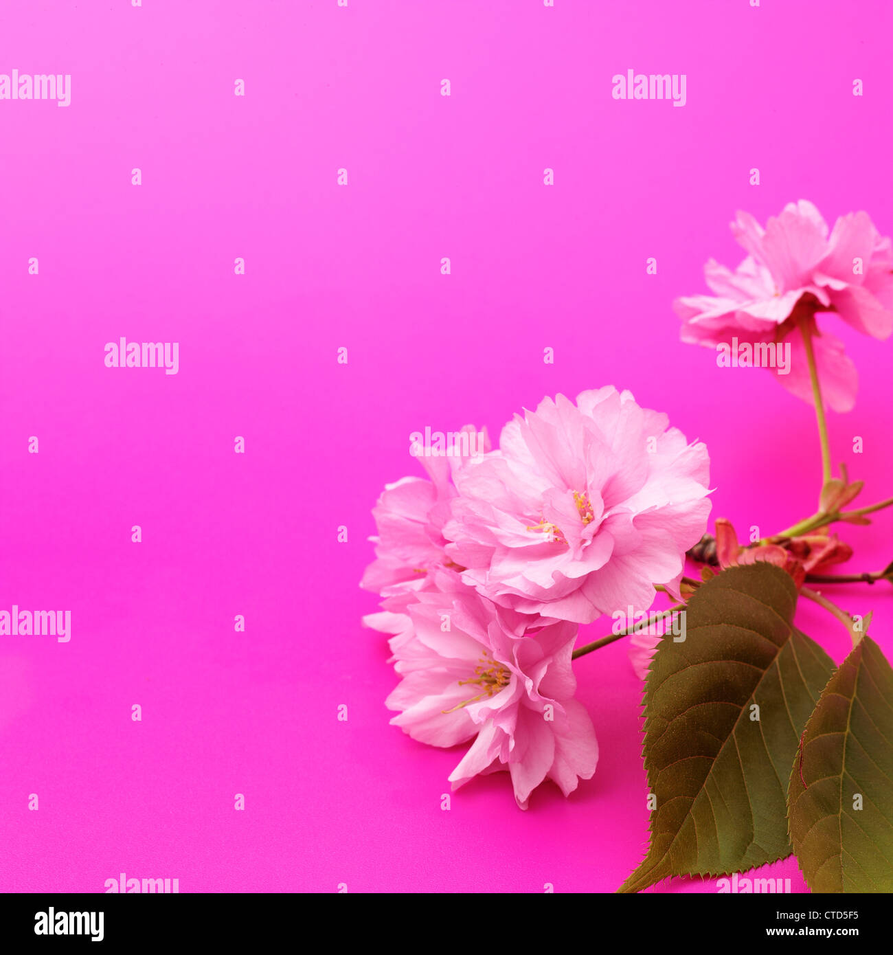 Cherry flower laying on a pink surface  Stock Photo