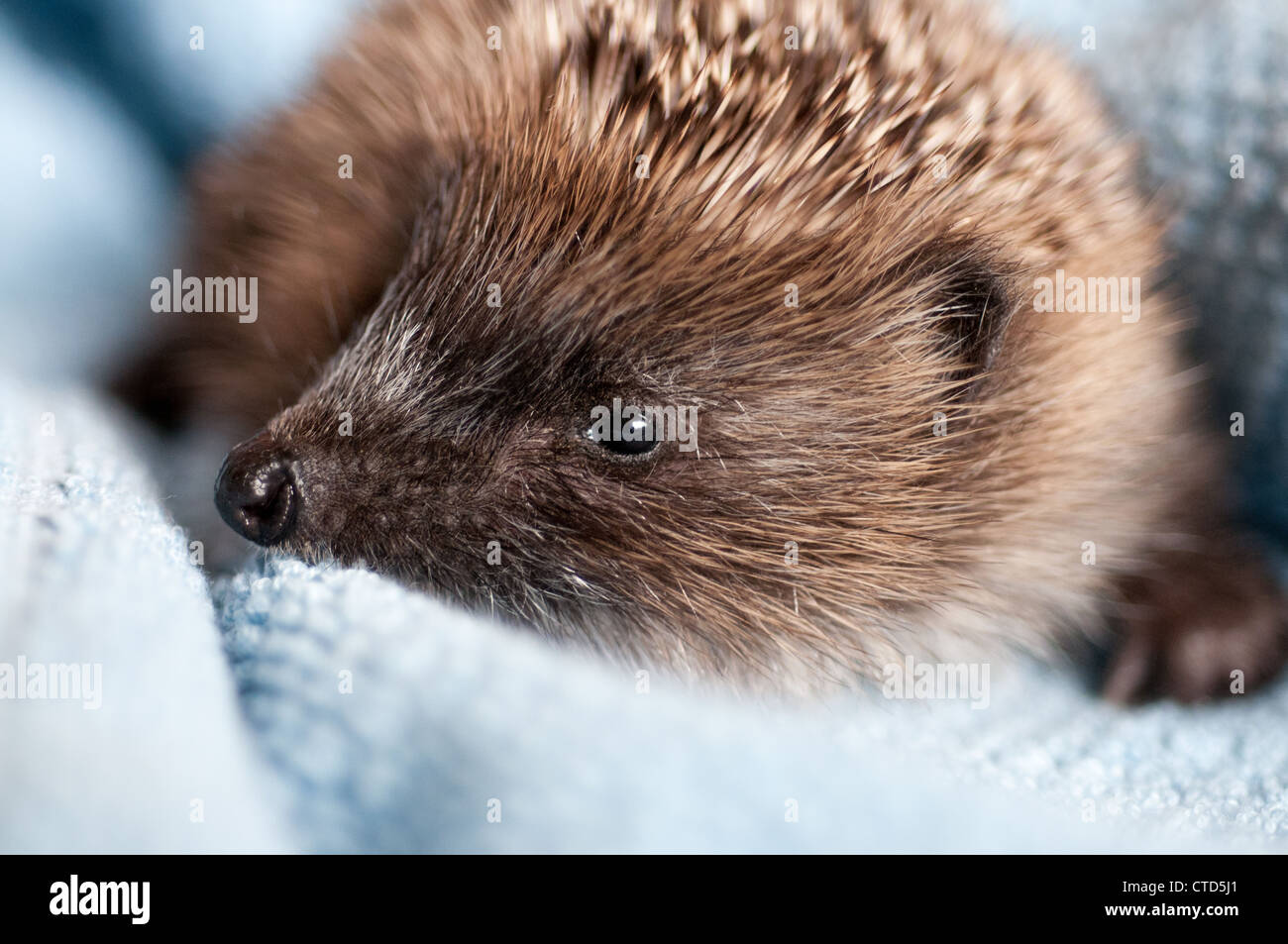 A hedgelet found on the road is taken care off Stock Photo
