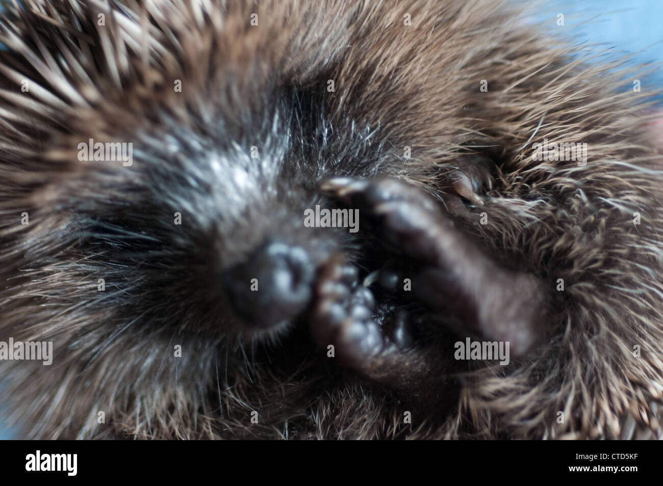 A hedgelet found on the road is taken care off Stock Photo
