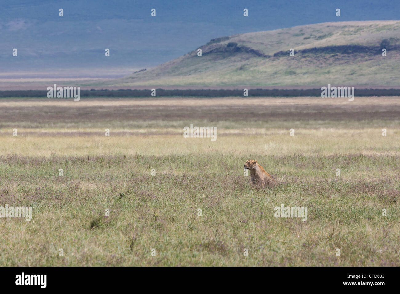 Female Lion Hunting Stock Photo Alamy