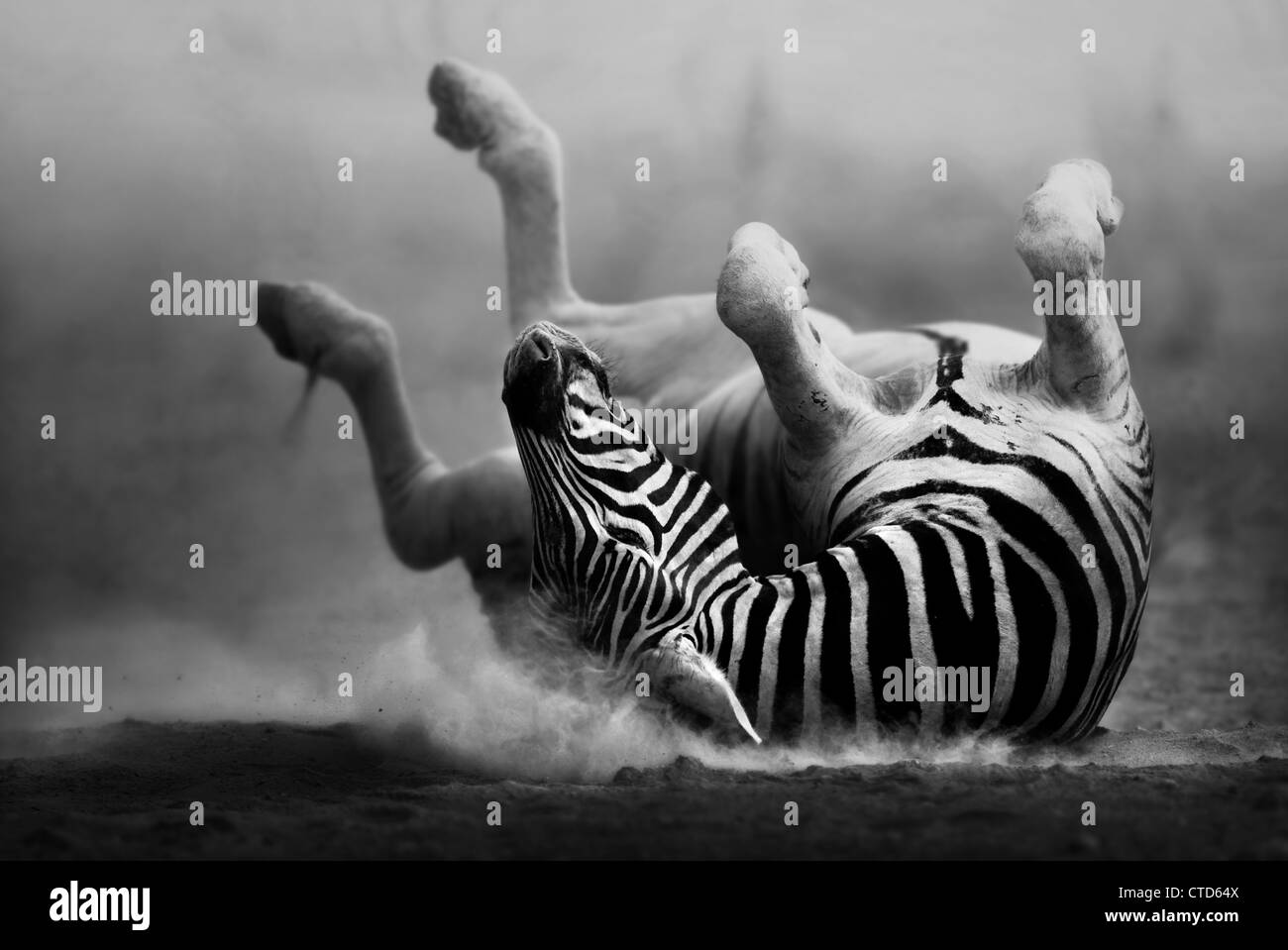 Zebra rolling on dusty white sand  (Artistic Processing) Etosha National Park - Namibia Stock Photo