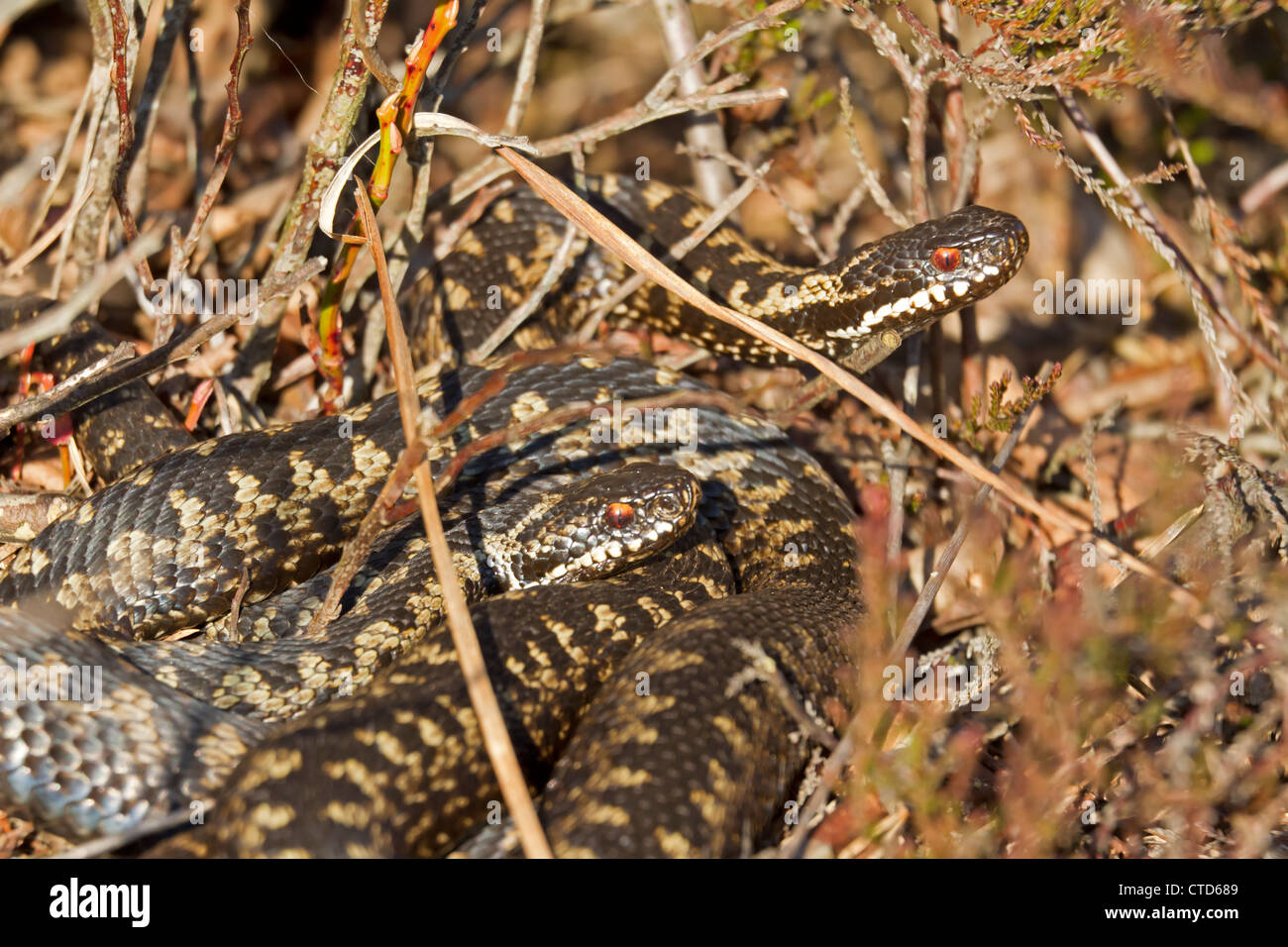 European adder / Vipera berus Stock Photo - Alamy
