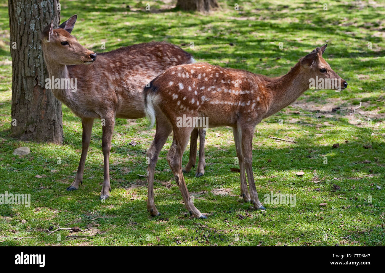 Sacred Sika deer (cervus nippon), regarded as divine messengers from the Shinto gods, roam freely in the grounds of Todai-ji temple, Nara, Japan Stock Photo