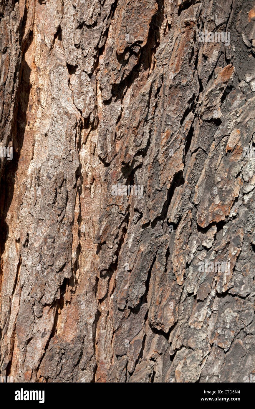 Tree bark of a chestnut Stock Photo