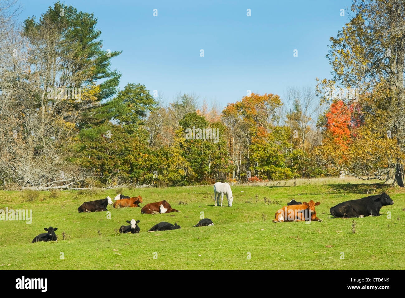 Cows and horse grazing on a farm field Autumn Maine Stock Photo - Alamy