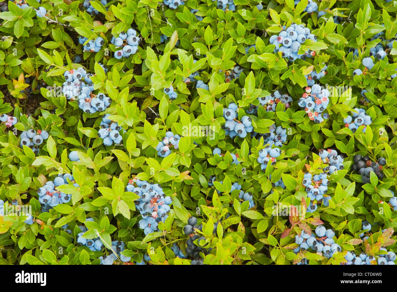Ripe Maine low bush wild blueberries ready for harvest Stock Photo Alamy