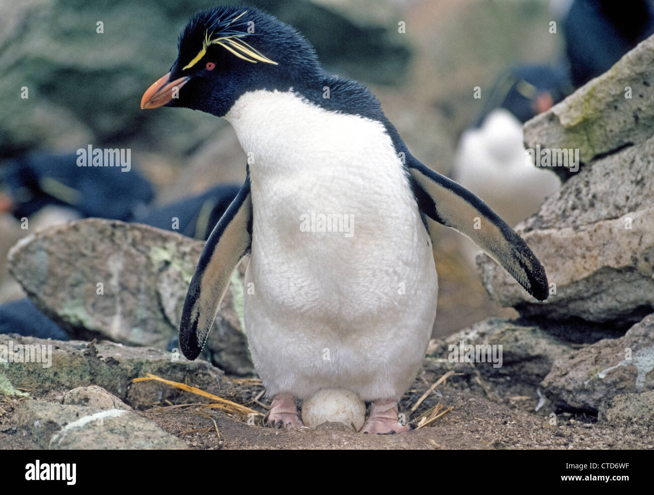A Southern Rockhopper Penguin sits on an egg in a nest in the Falkland Islands in the South Atlantic Ocean near South America. Stock Photo