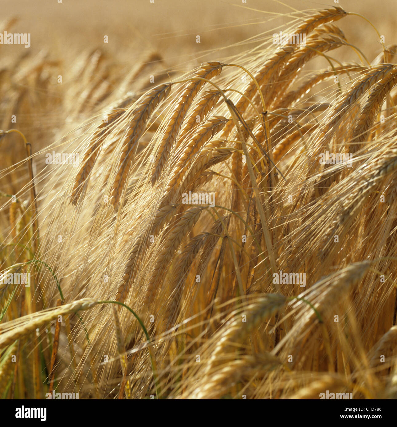 Ripe golden ears of winter barley in bright summer sunshine Stock Photo