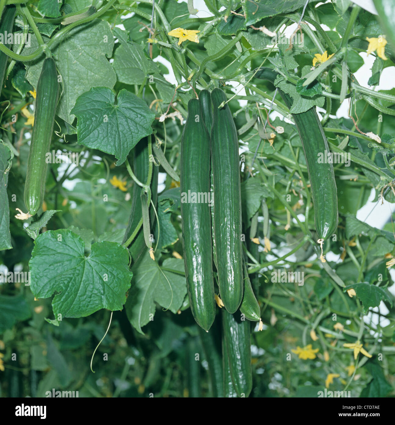 Mature cucumbers grown under glass with a hydroponic feeding and watering system Stock Photo