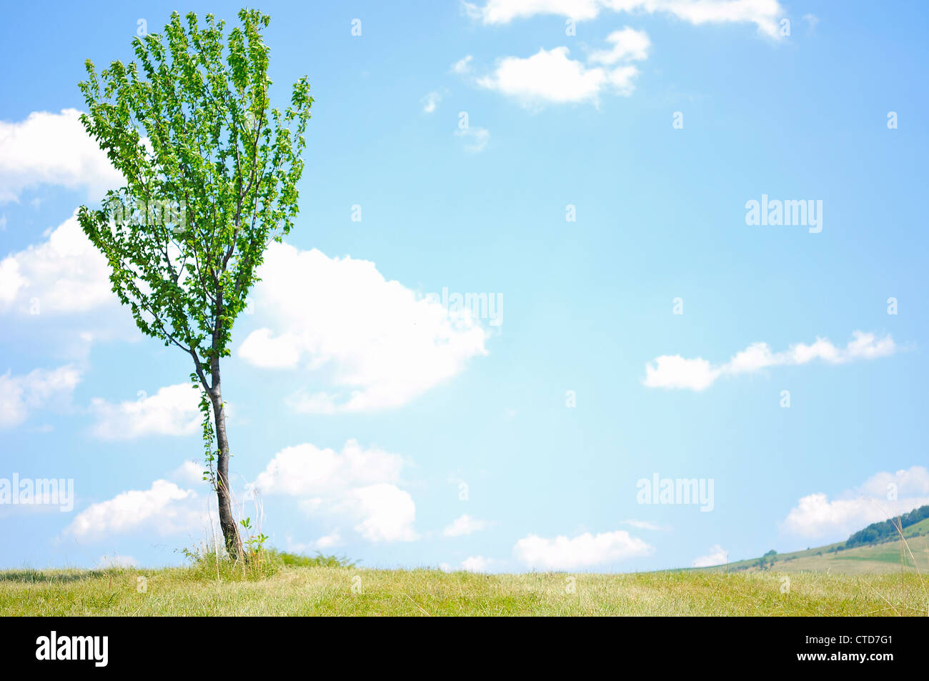 Tree Background and blue sky Stock Photo - Alamy