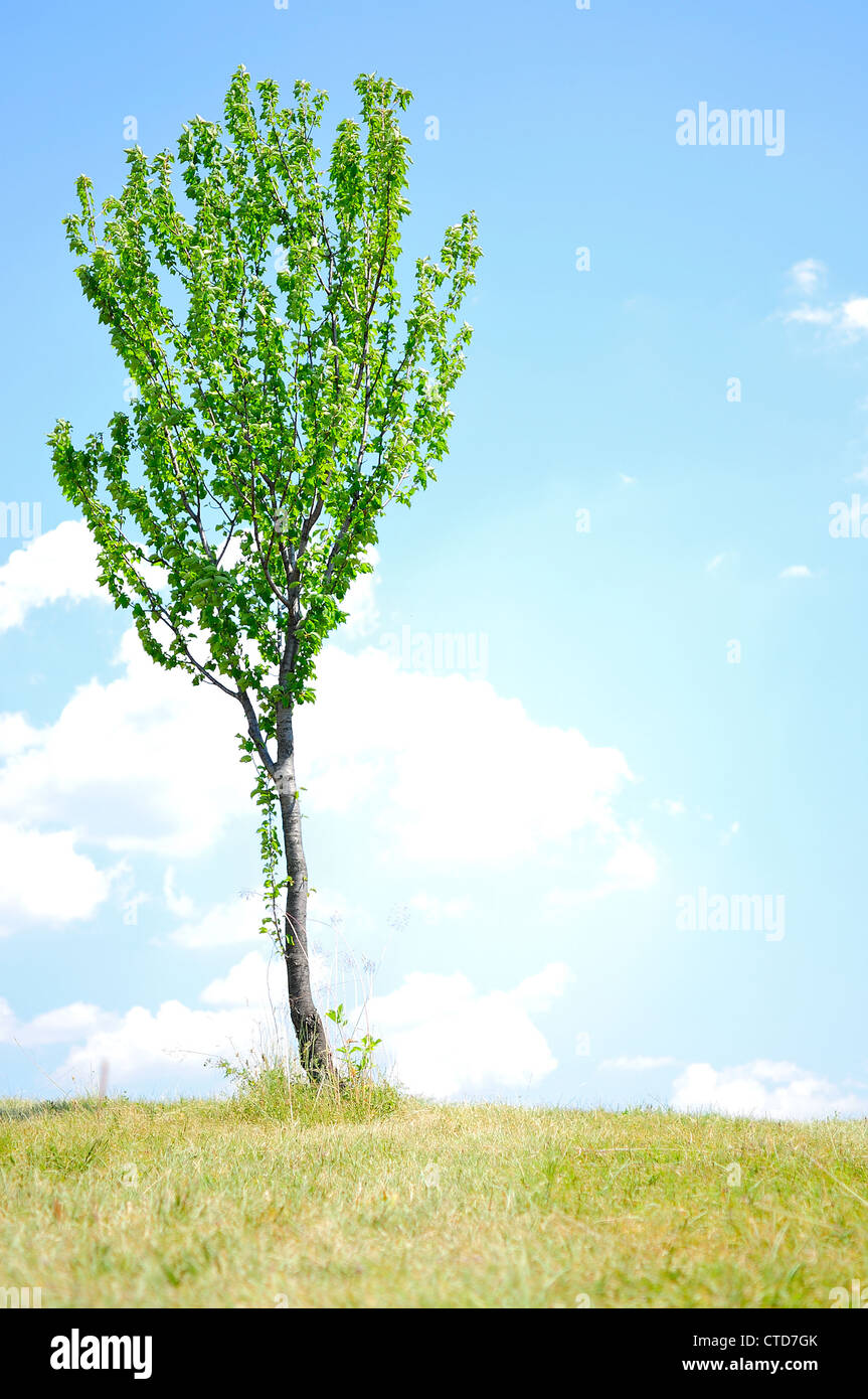 Tree Background and blue sky Stock Photo - Alamy