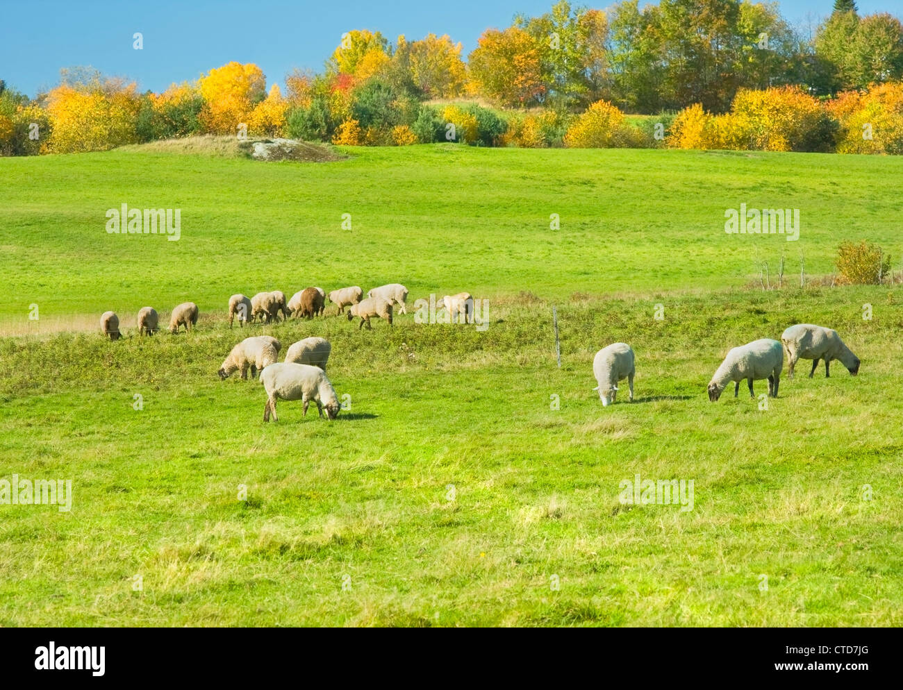 Herd of sheep grazing on autumn farm in Maine Stock Photo - Alamy