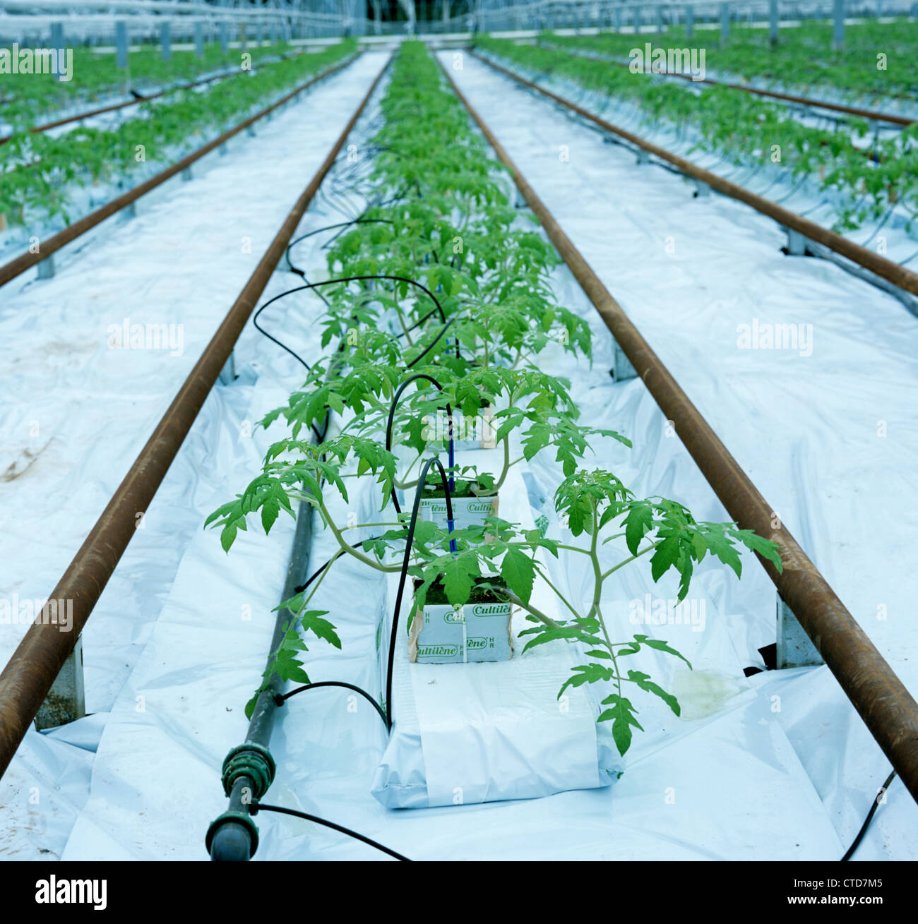 Young tomato plants grown in rockwool under glass Stock Photo