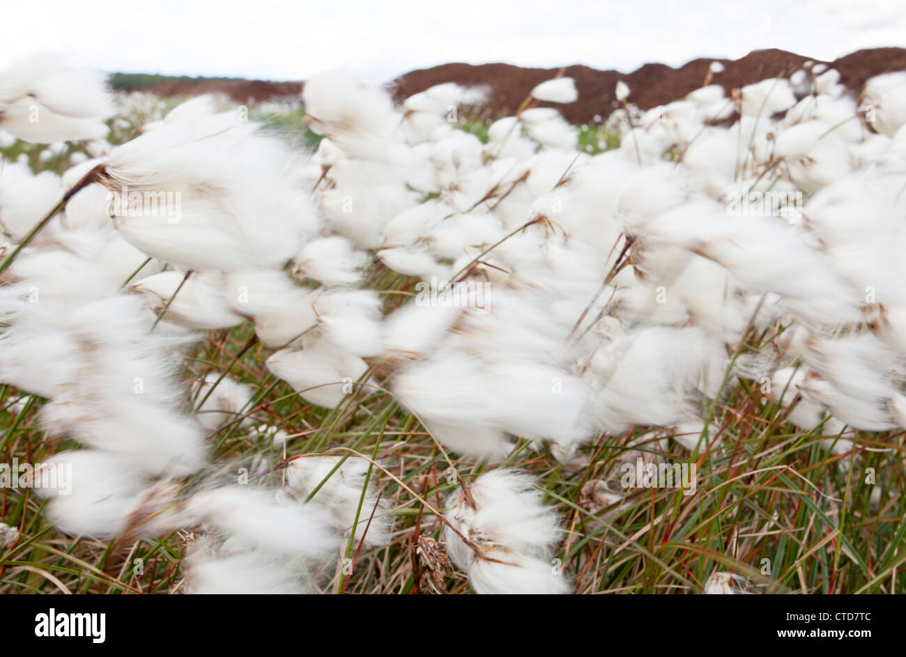 Cotton grass in wind / Eriophorum angustifolium Stock Photo