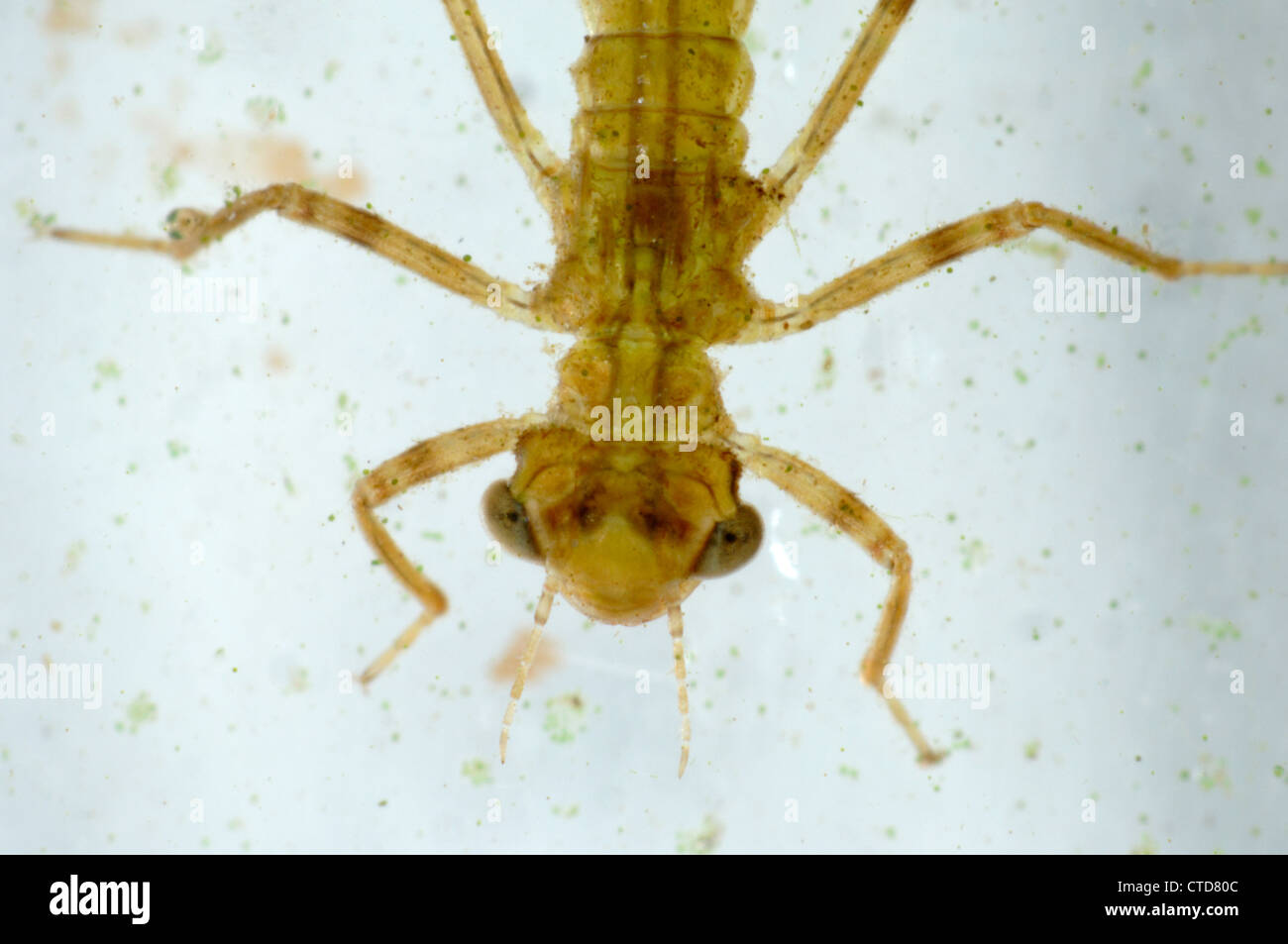 Young damselfly larva Stock Photo