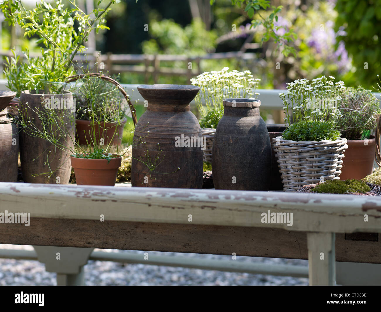 Old Ceramic Vases And Flowerpots With Plants On A Wooden Table In A Stock Photo Alamy