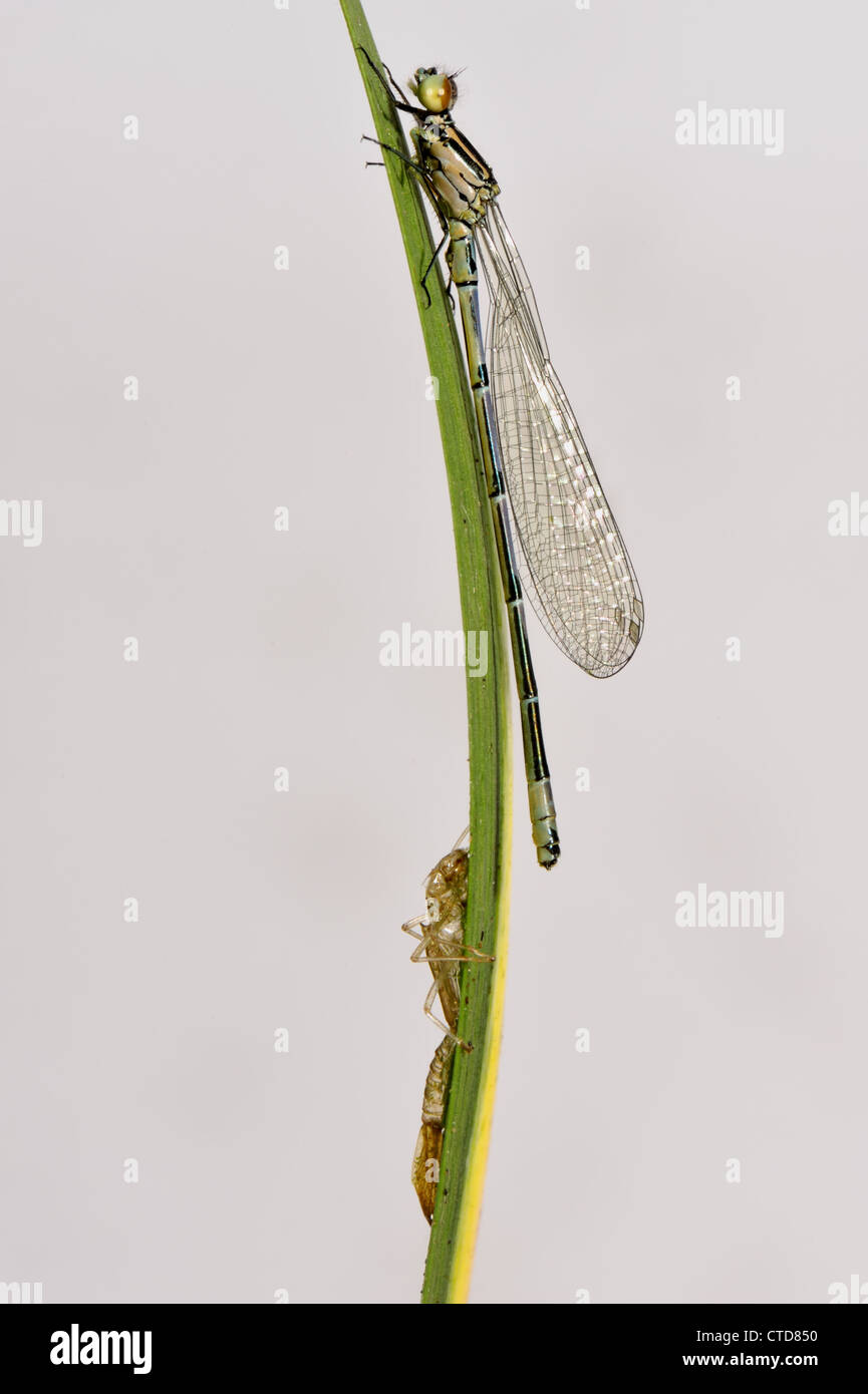 Newly emerged azure damselfly Coenagrion puella on a leaf with its exuvia Stock Photo