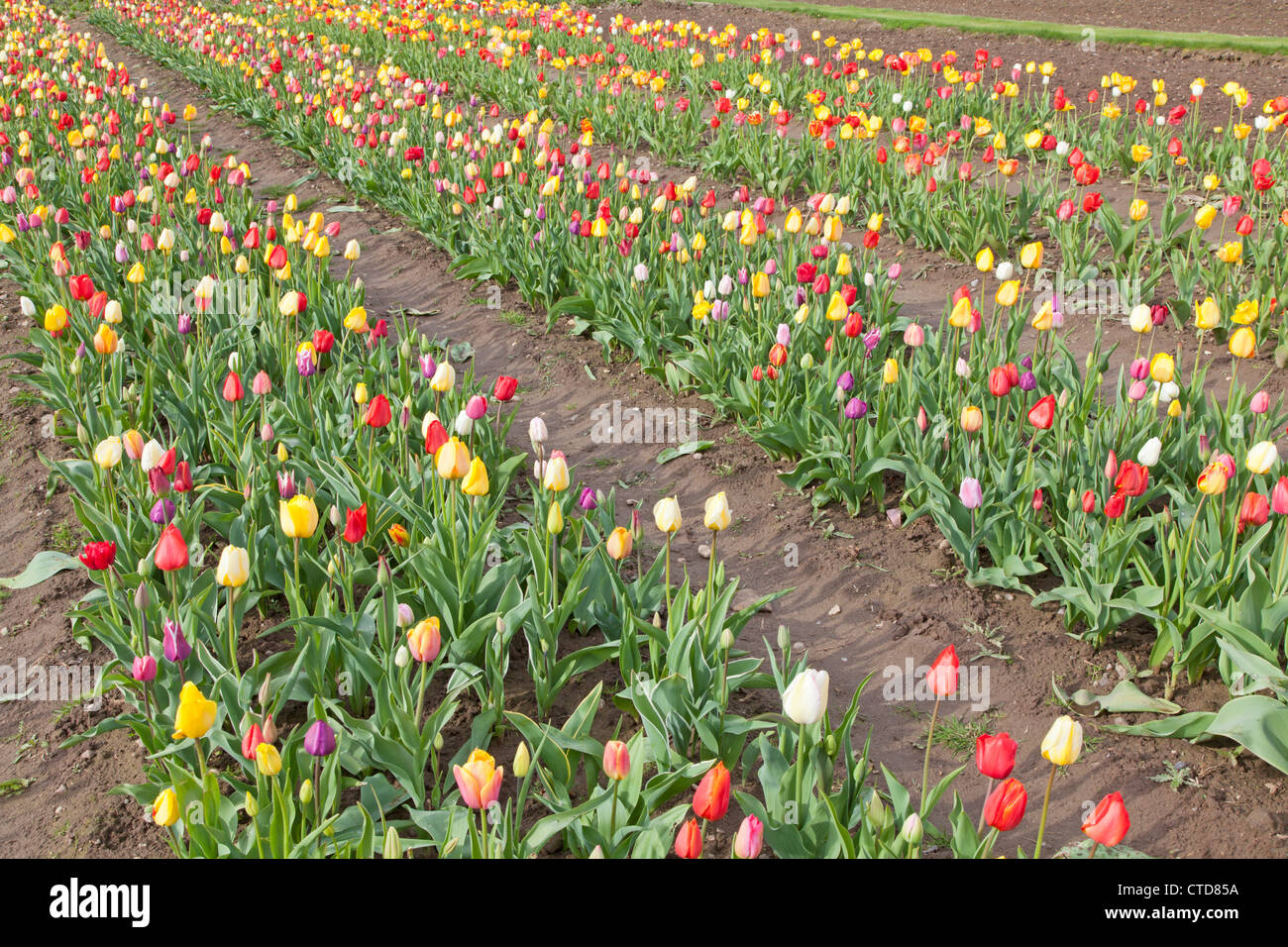 Tulip field Stock Photo