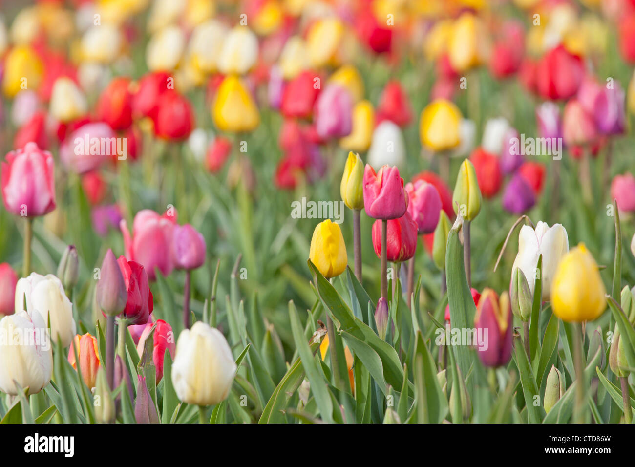 Tulip field Stock Photo