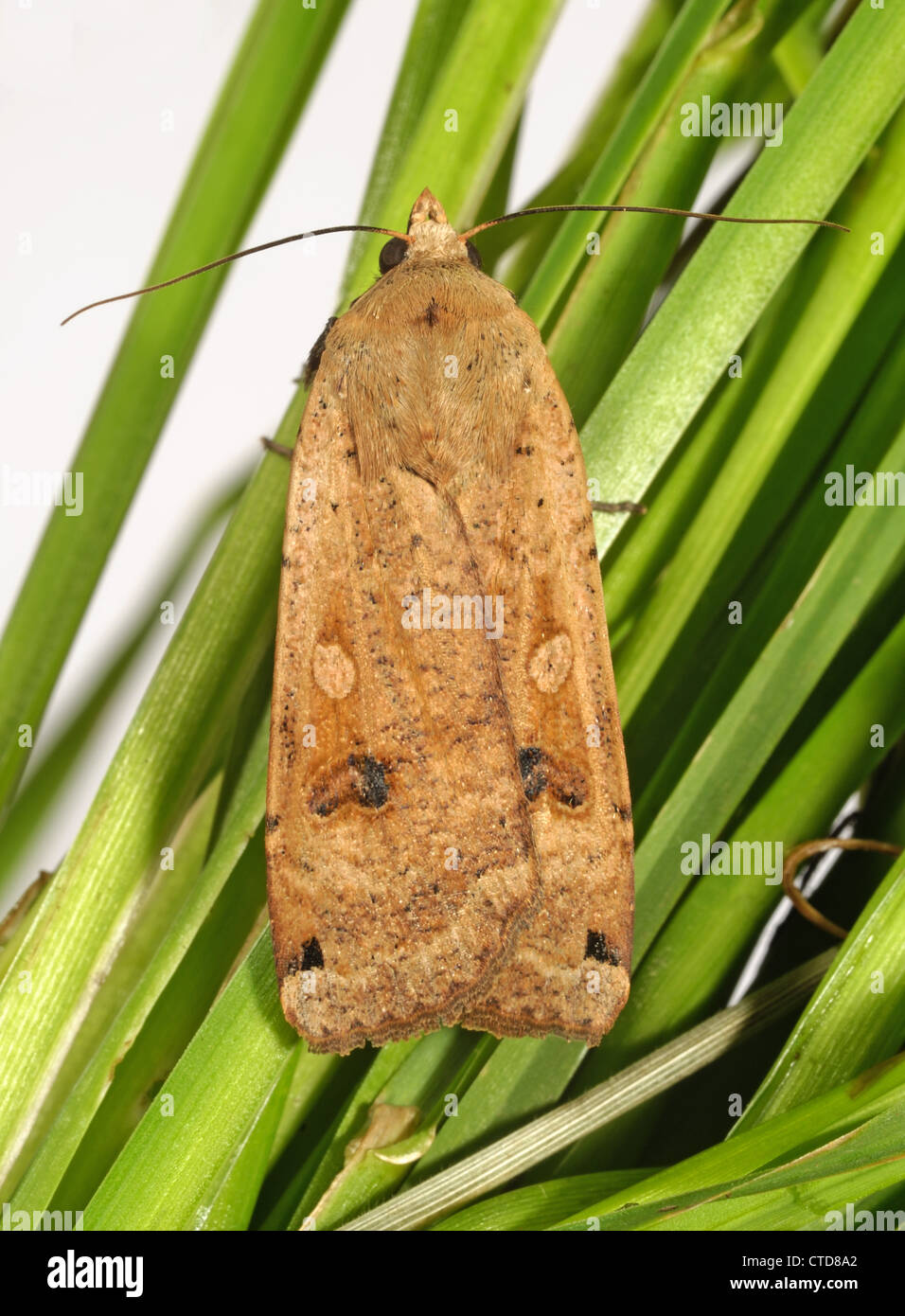 Large yellow underwing (Noctua pronuba) adult with wings closed Stock Photo