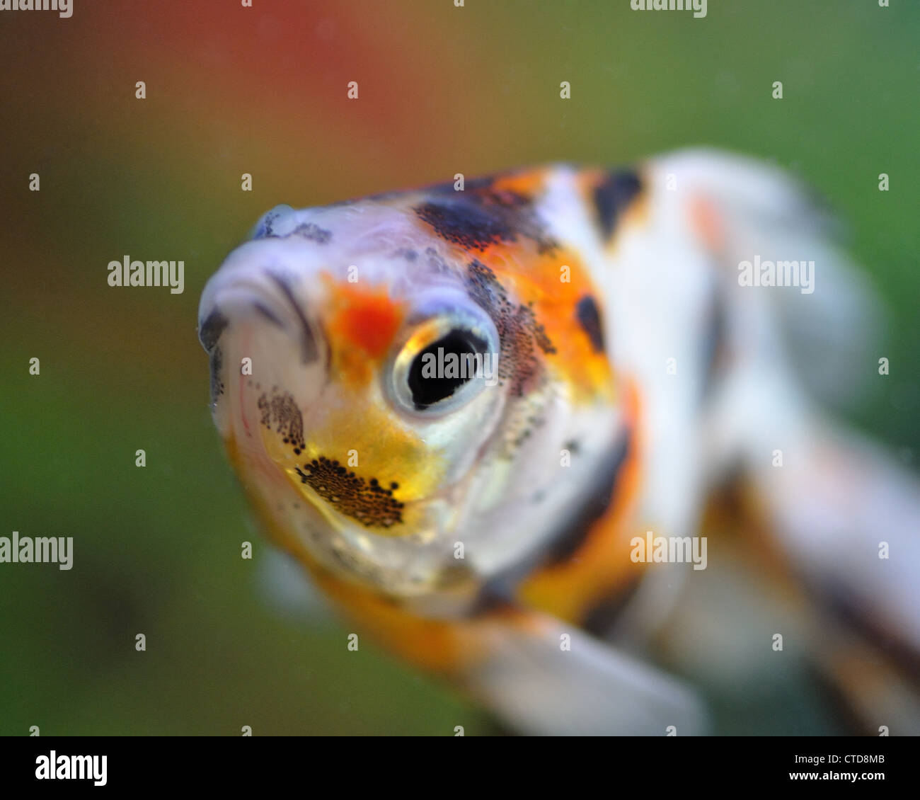 Macro image of a fish Stock Photo