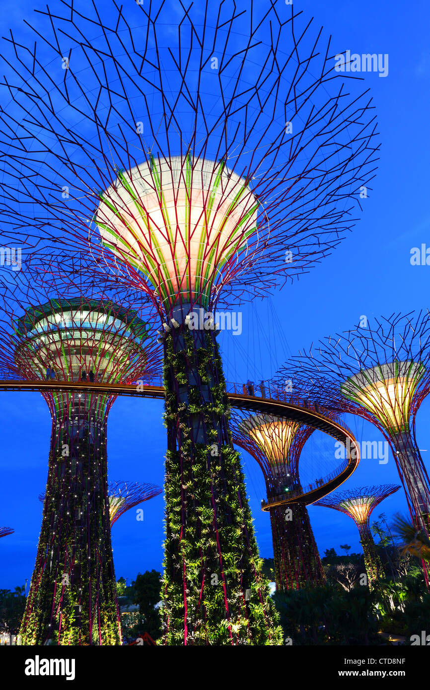 Supertree Grove at dusk in Gardens By The Bay, Singapore. Stock Photo