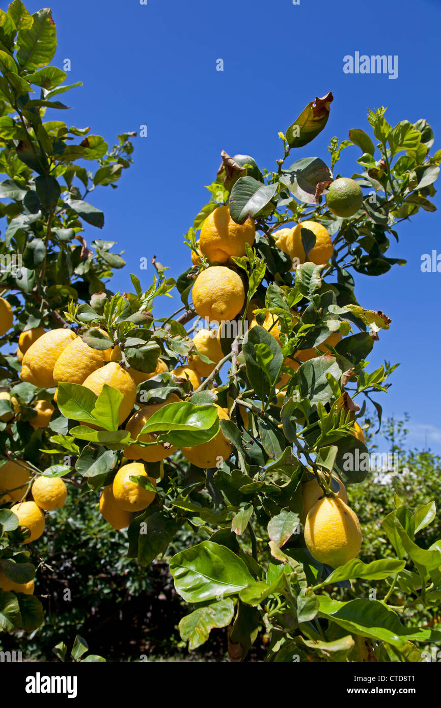 Lemon tree, Italy Stock Photo