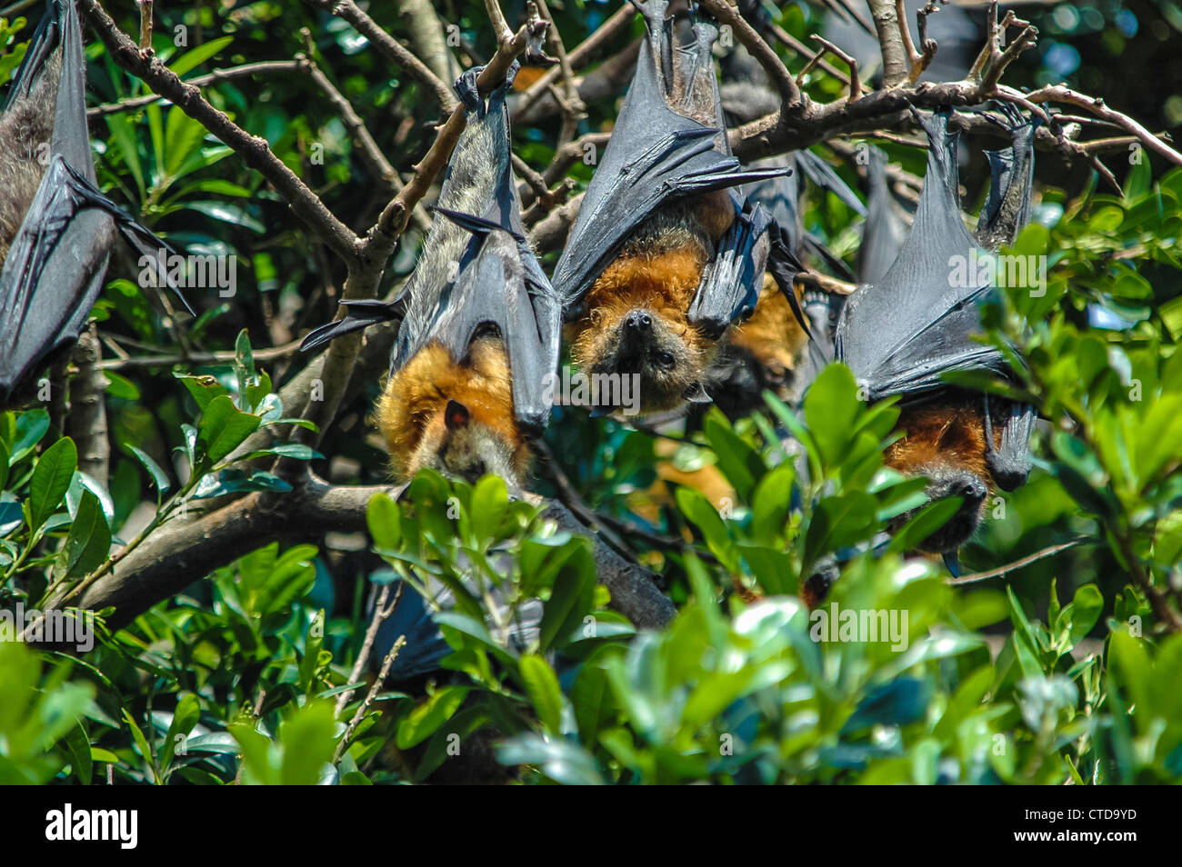 Fruit bats (Pteropodidae) hanging in a tree, Australia Stock Photo Alamy