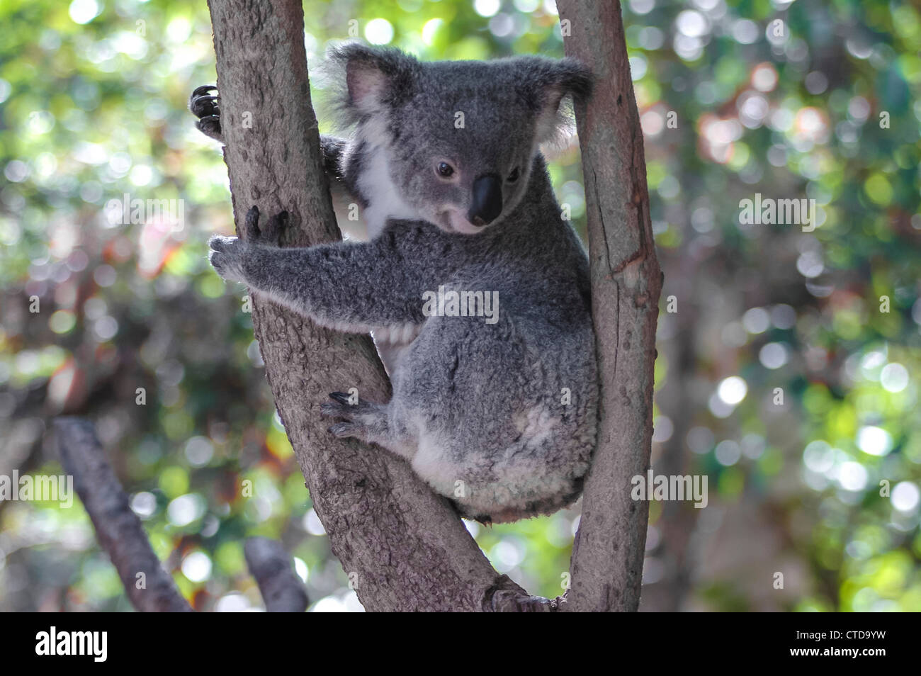 Koala bear (Phascolarctos cinereus) in a tree, Autralien Stock Photo