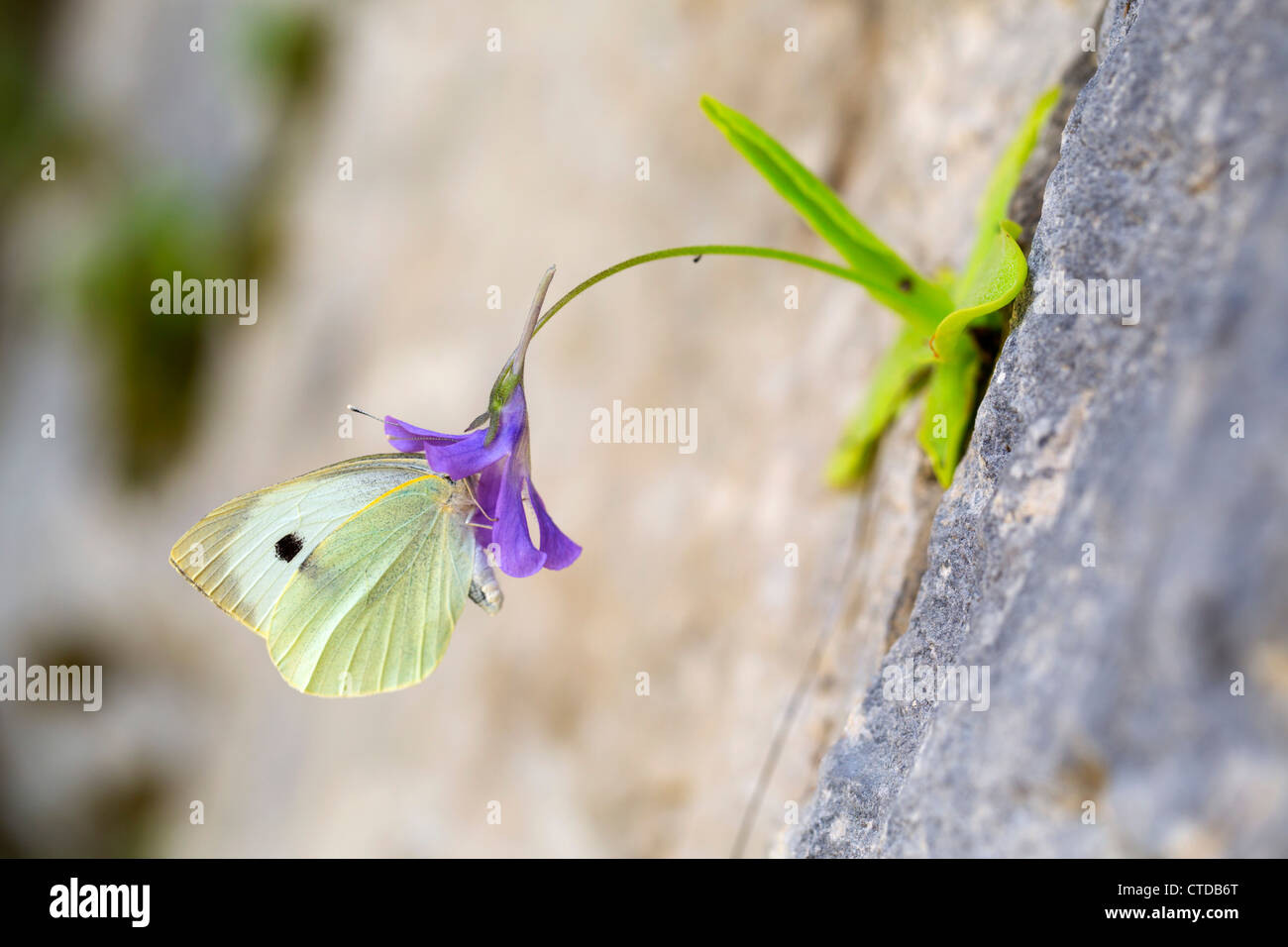 Long Leaved Butterwort; Pinguicula longifolia; with large white butterfly; Pyrenees; Spain Stock Photo