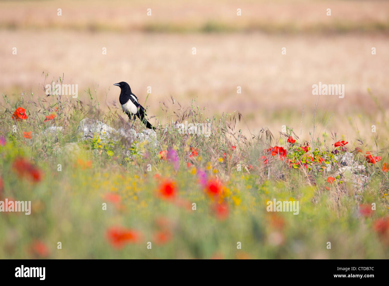 Magpie; Pica pica; in flowers; Catalonia; Spain Stock Photo