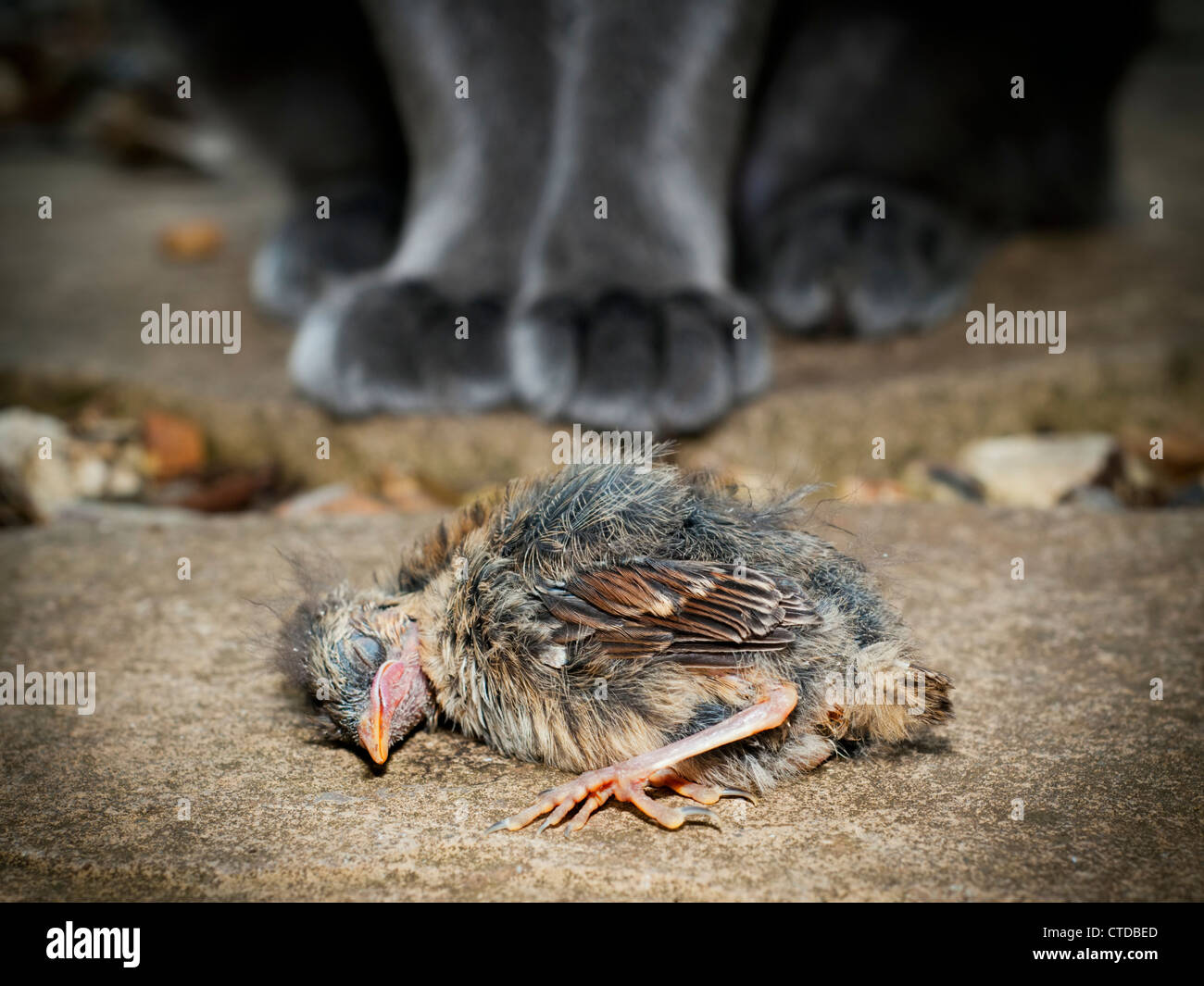 Young bird killed by domestic cat Stock Photo