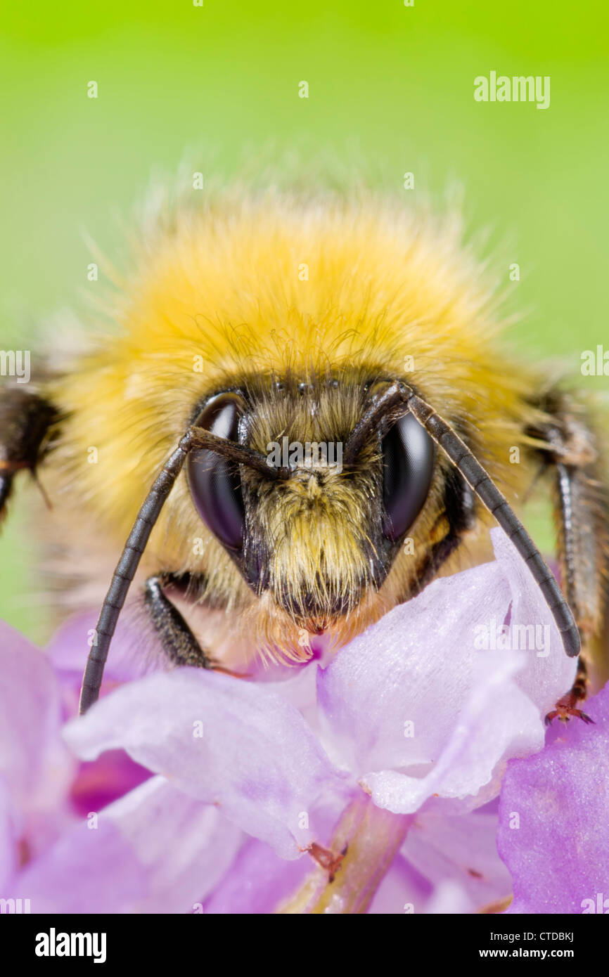 Bumble bee foraging amongst orchid petals Stock Photo