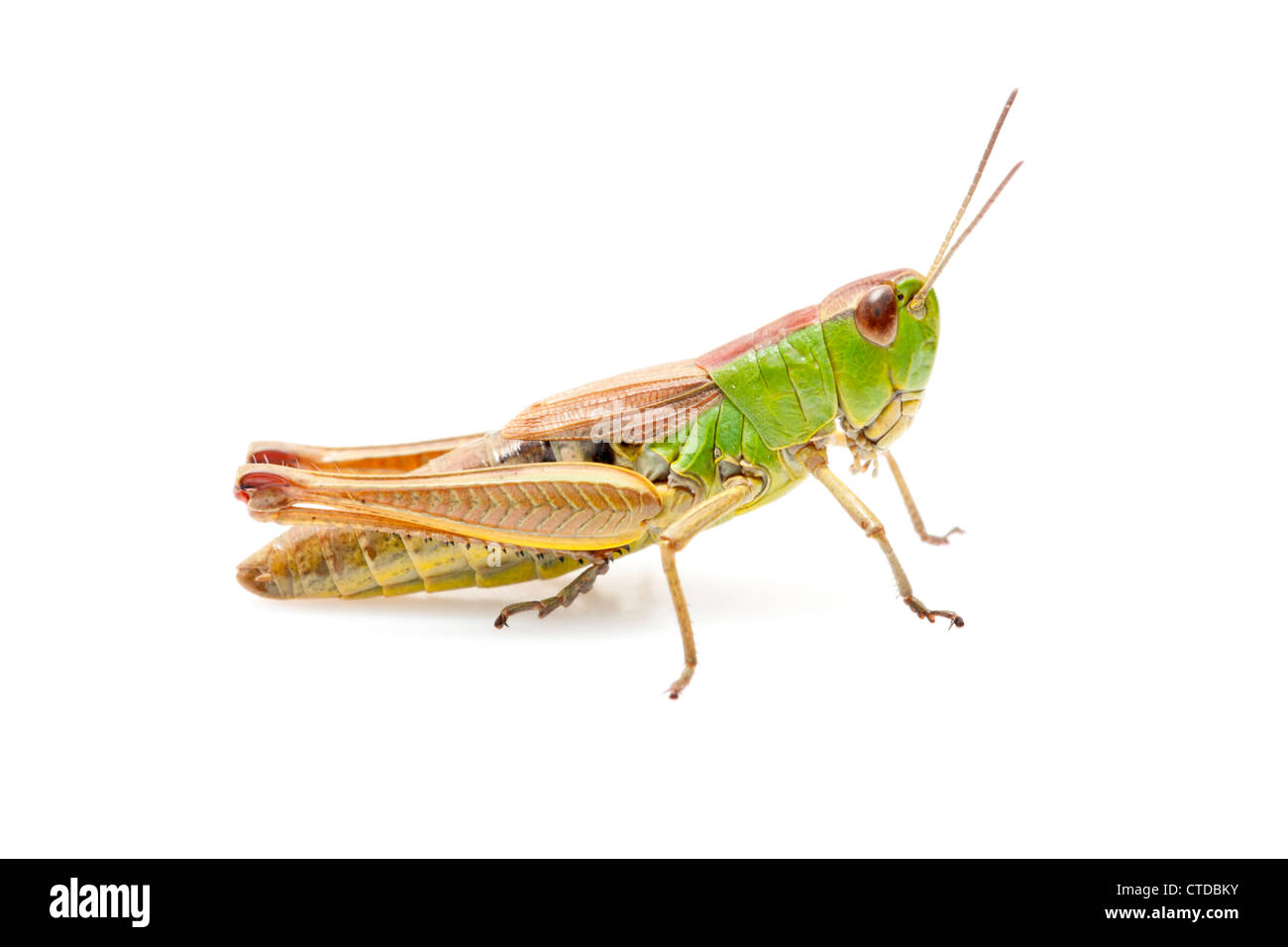 Discover more than 136 grasshopper wallpaper latest - 3tdesign.edu.vn