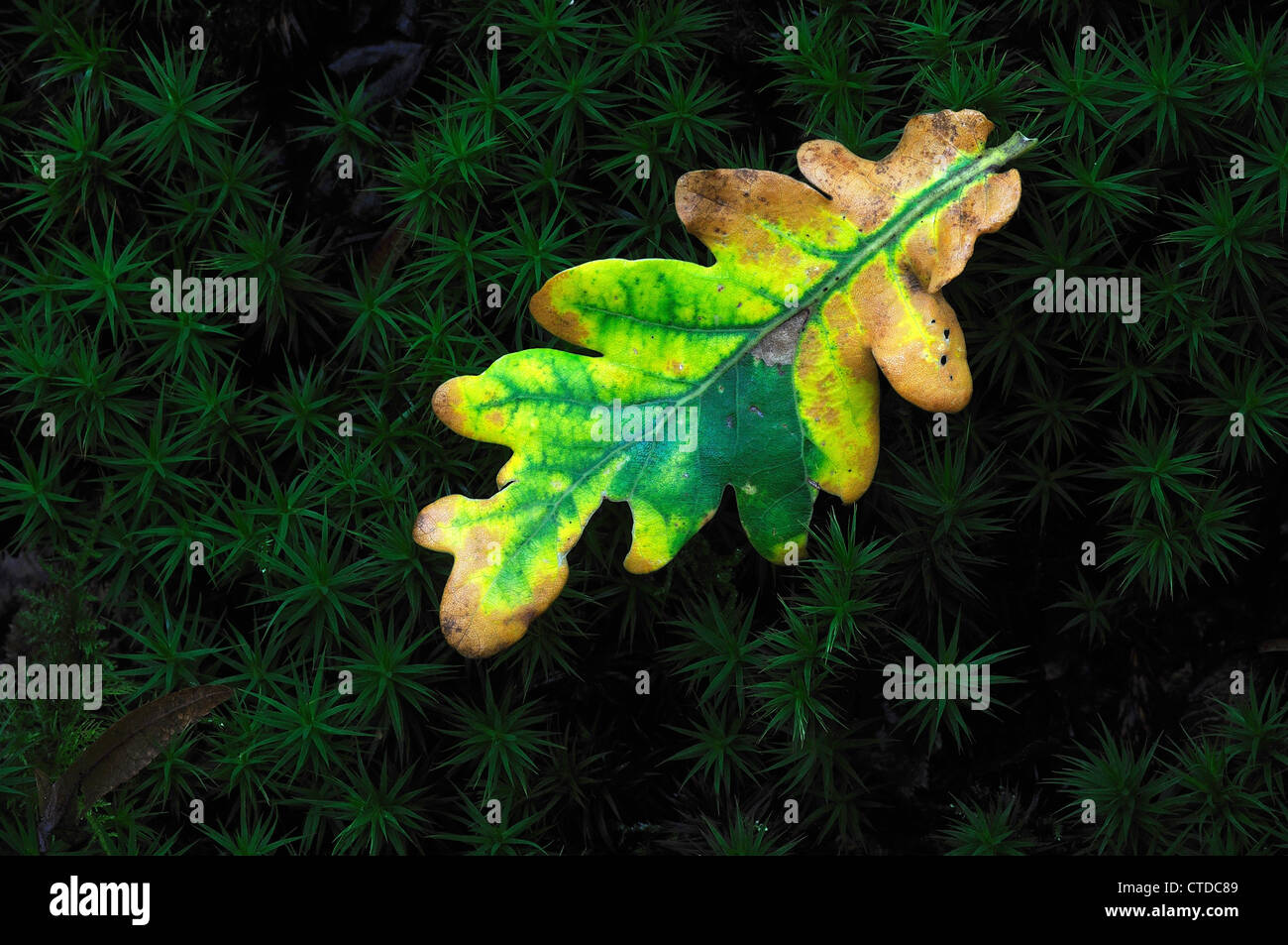 Oak leaf hi-res stock photography and images - Alamy
