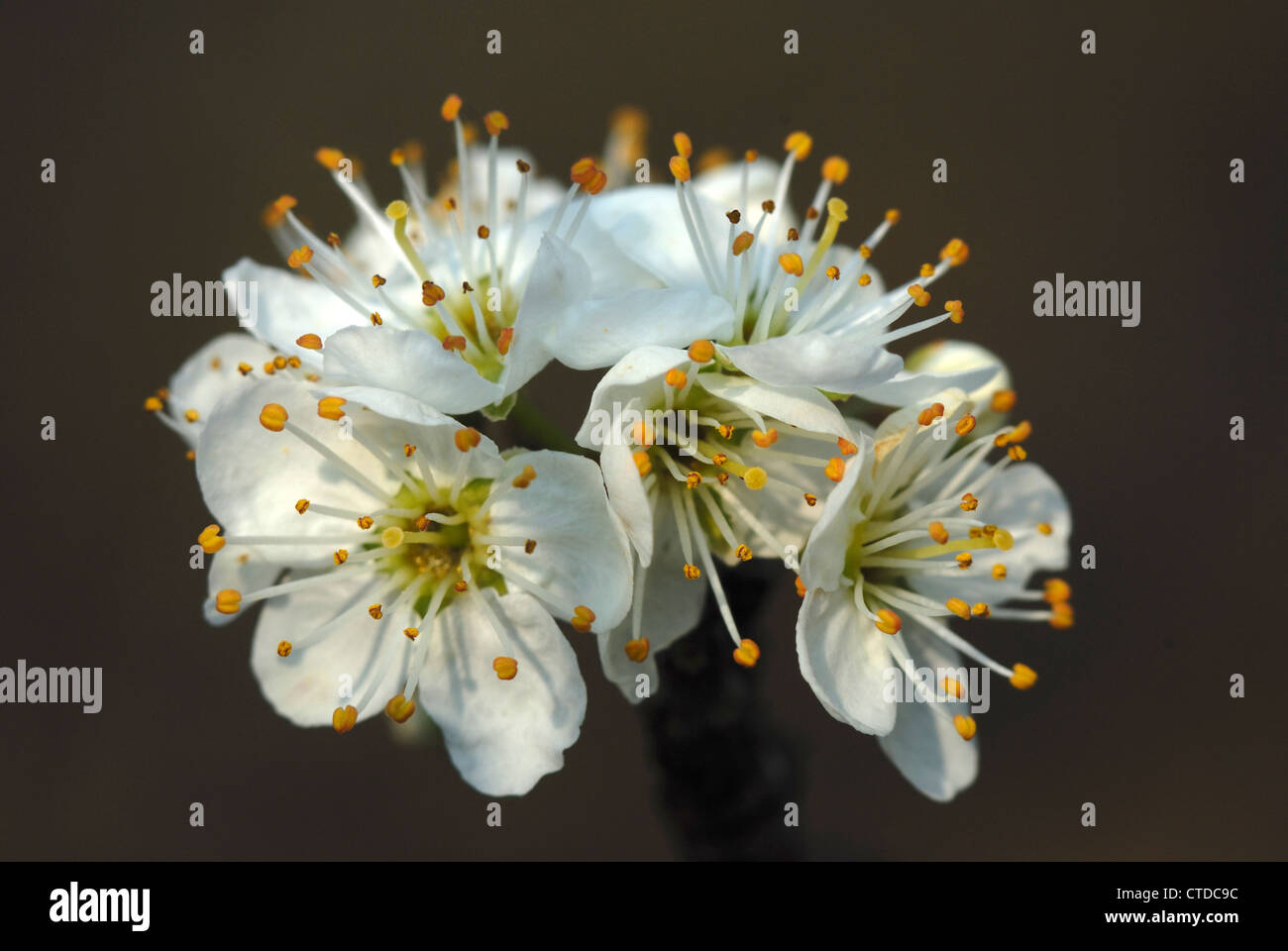 Blackthorn blossom UK Stock Photo