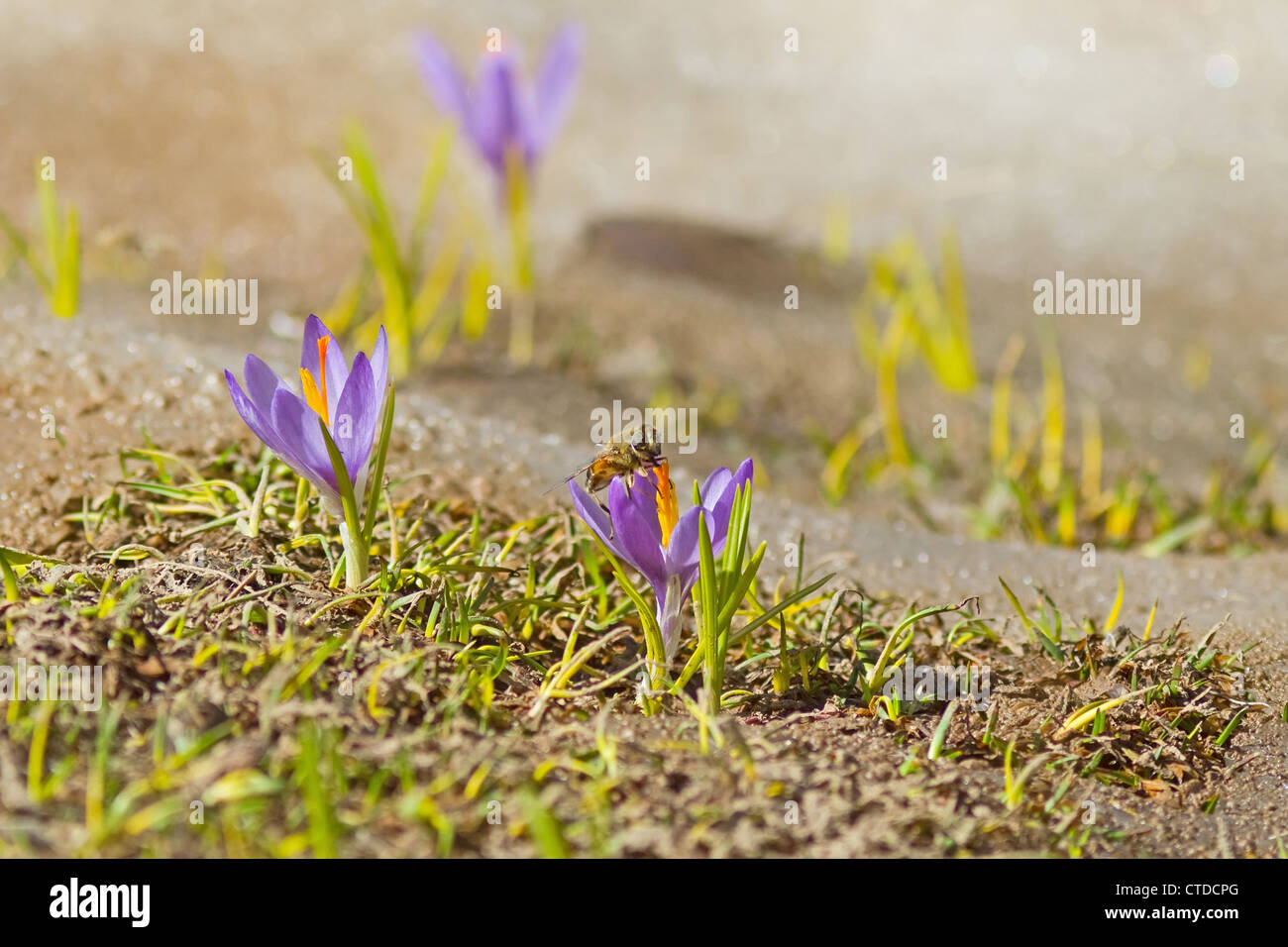 Bee on lily hi-res stock photography and images - Alamy