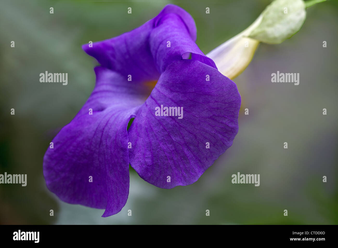 Purple flower with yellow centre hi-res stock photography and images ...