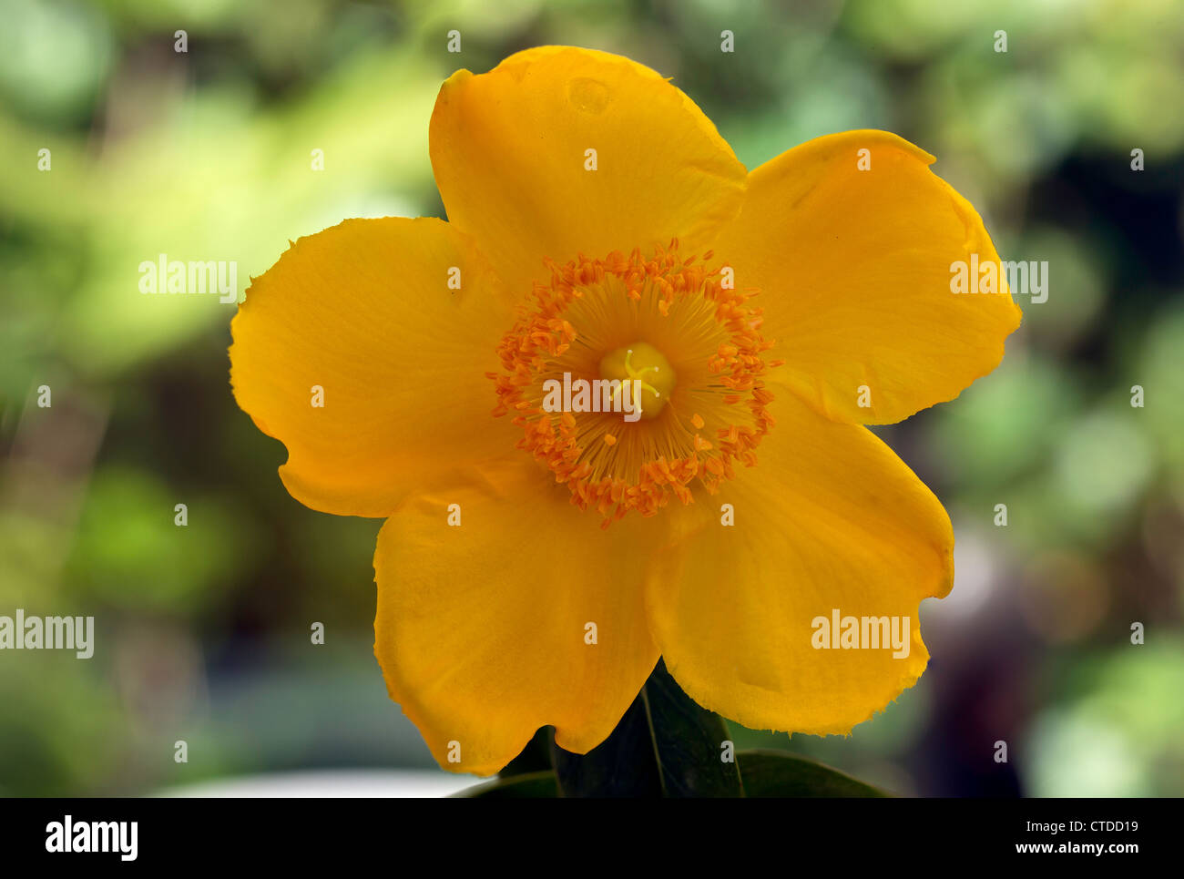 yellow flower Stock Photo